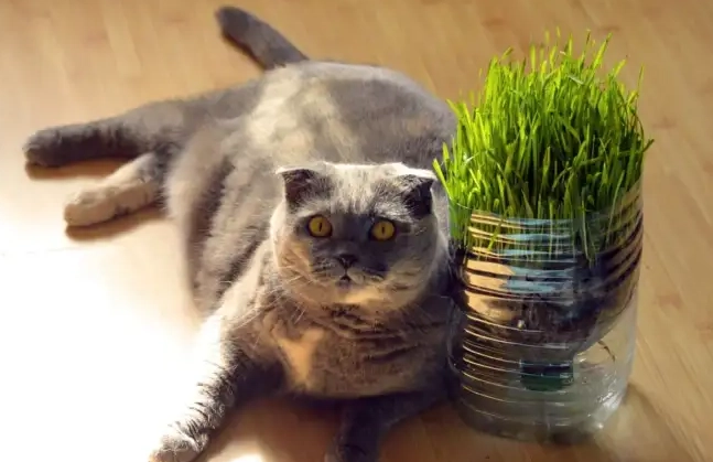 蜂蜜對貓的影響 蜂蜜對貓的影響