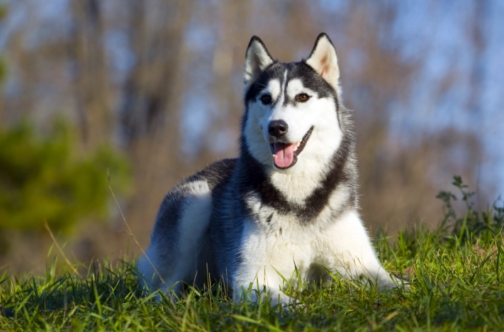 狗狗飲食安全 狗狗飲食安全