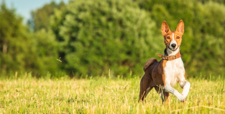 狗狗可以吃冰塊嗎