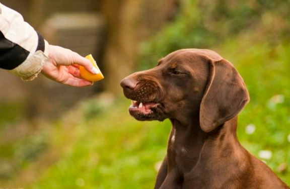狗狗吃杏注意事项
