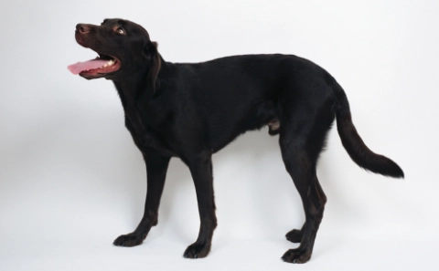 狗狗洗胃後護理