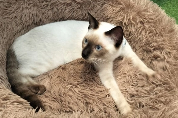 貓咪吃甘栗仁安全嗎