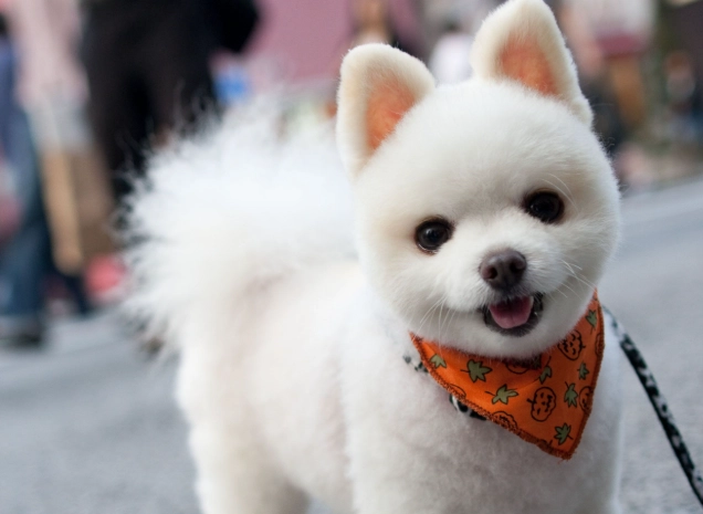 狗誤食雞骨頭處理