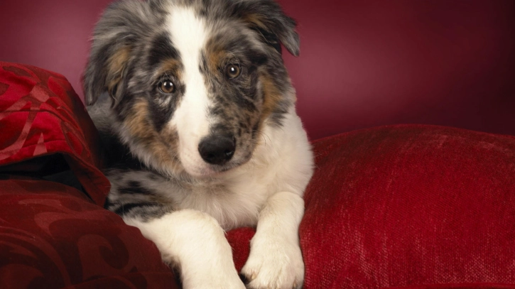 狗狗飲食禁忌 狗狗飲食禁忌