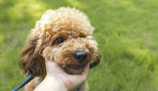 腎臟病狗可以吃水果嗎