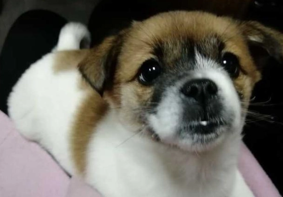 狗狗過敏怎麼辦