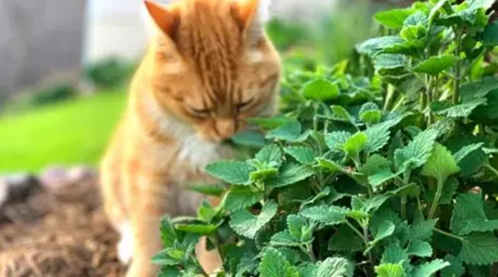 地瓜葉貓咪 地瓜葉貓咪