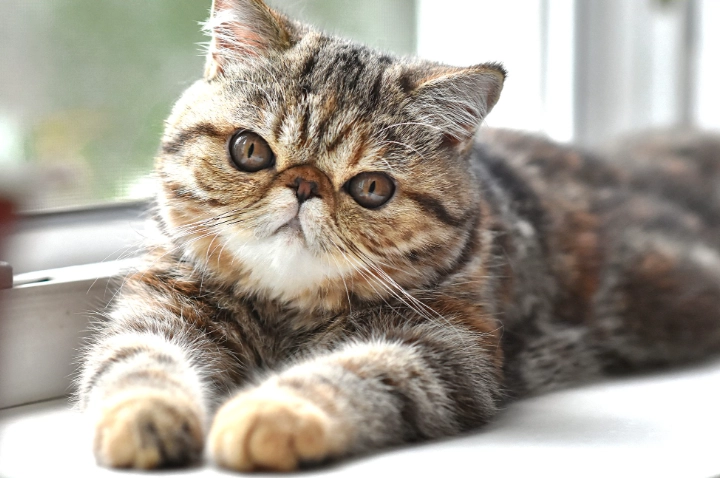 貓咪誤食酒精處理