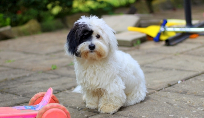 狗吃洋蔥中毒 狗吃洋蔥中毒
