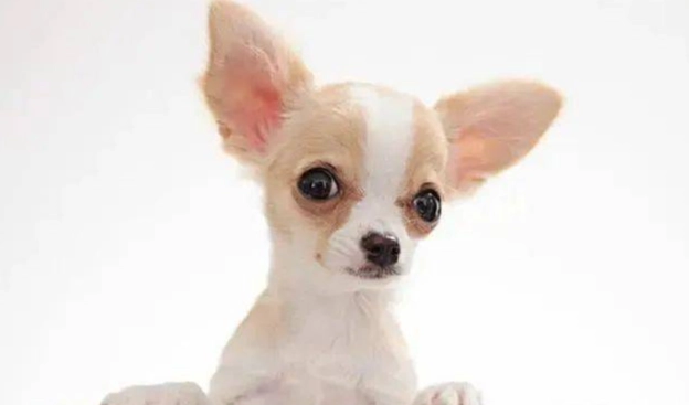 生骨頭餵食 生骨頭餵食