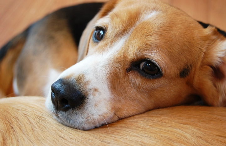 狗吃骨頭安全嗎