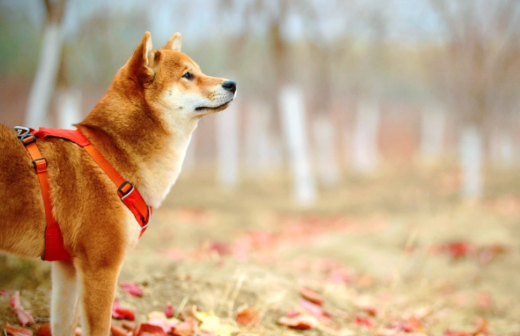 優格對狗的健康