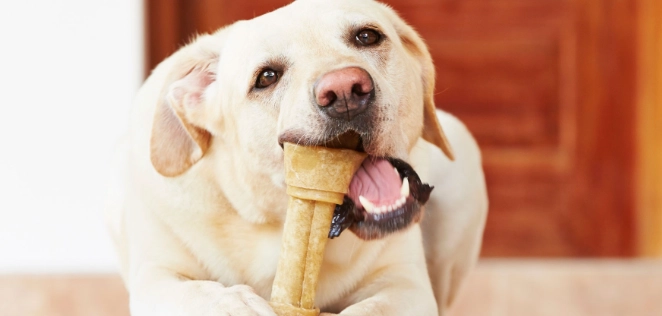 寵物飲食禁忌 寵物飲食禁忌