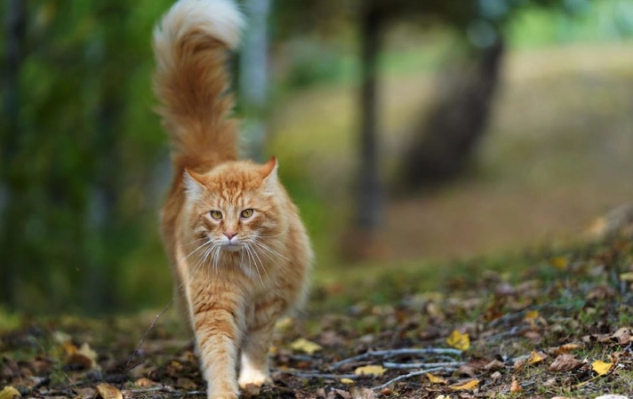 貓咪健康補充劑 貓咪健康補充劑