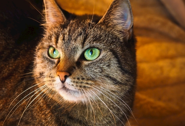 貓吃薑症狀 貓吃薑症狀