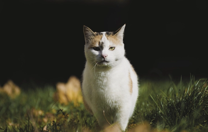 貓咪誤食人類食物
