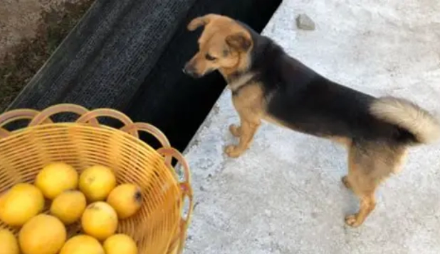 杏子对狗有害吗