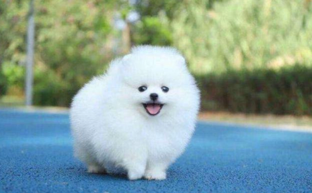 狗狗關節保健 狗狗關節保健