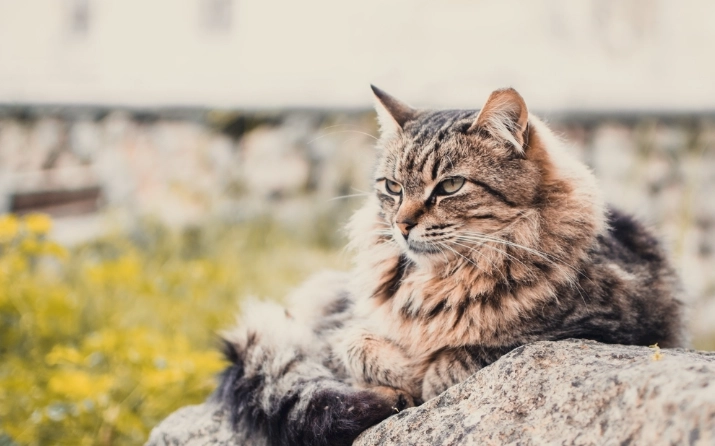 漂白水對貓的危害