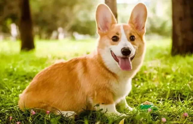 狗狗中毒急救 狗狗中毒急救