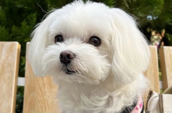 狗狗濕疹中藥療法