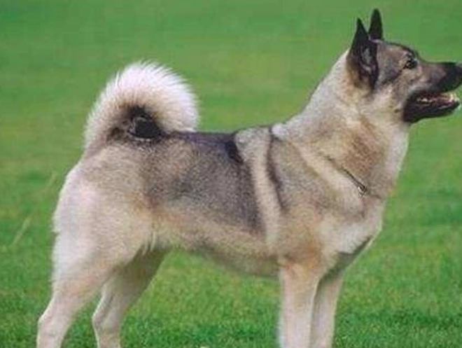 狗抗過敏藥推薦