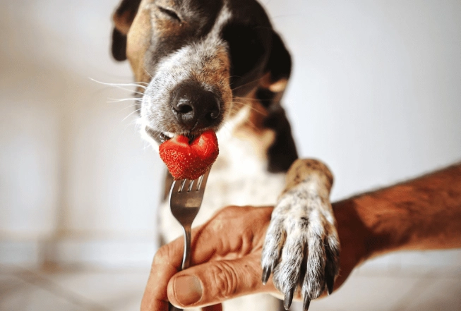 草莓對狗狗安全