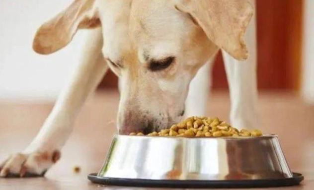 豌豆對狗狗的好處 豌豆對狗狗的好處