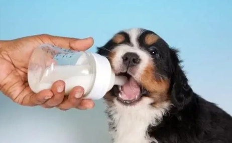 狗喝羊奶好處 狗喝羊奶好處