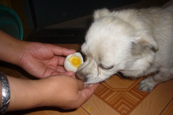 狗狗吃蛋白好處 狗狗吃蛋白好處