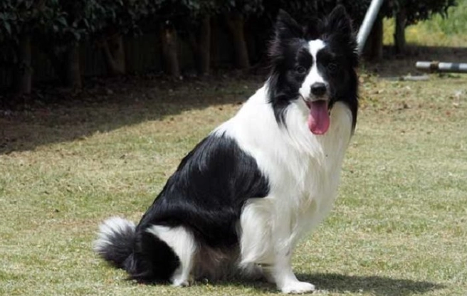 狗誤食雞骨頭處理