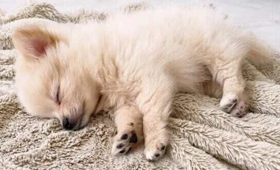 何時給幼犬吃水果