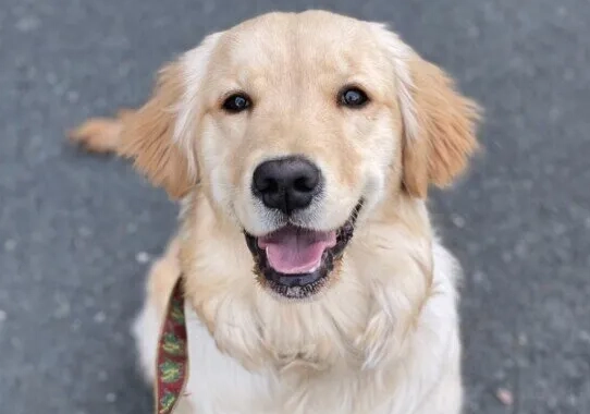 幼犬吃水果時間