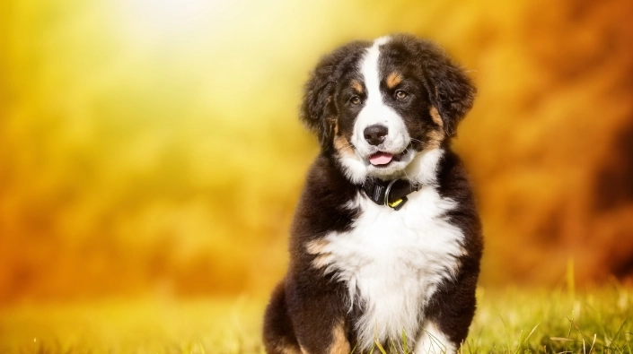 洋蔥對狗的毒性 洋蔥對狗的毒性