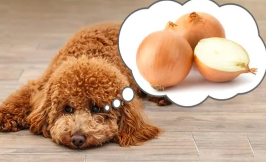 狗狗洋蔥中毒