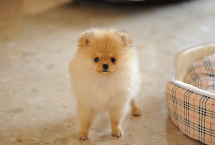 狗狗飲食安全 狗狗飲食安全