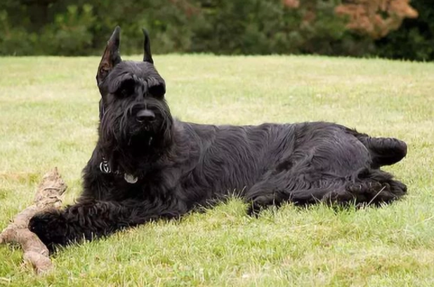 防止狗在門口尿尿