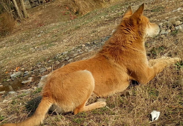 狗腎臟病飲食注意事項