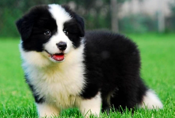 狗狗腸胃炎預防 狗狗腸胃炎預防