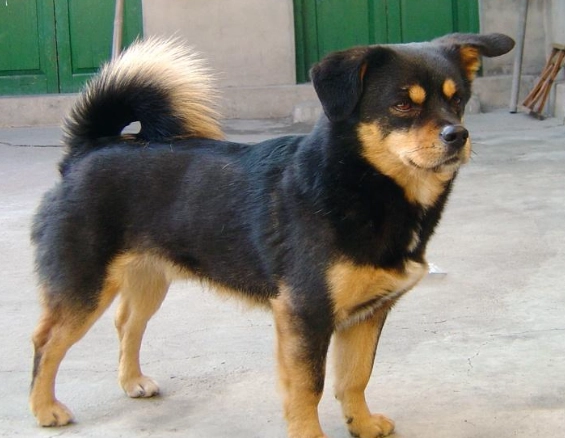 狗狗腎臟病飲食