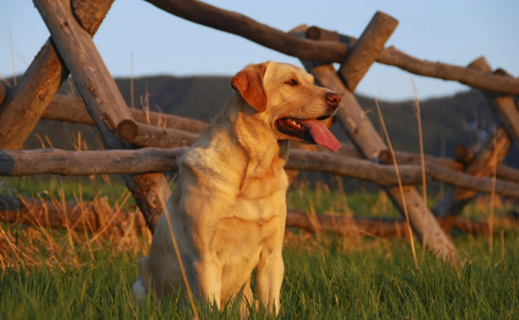 益力多對狗有害嗎