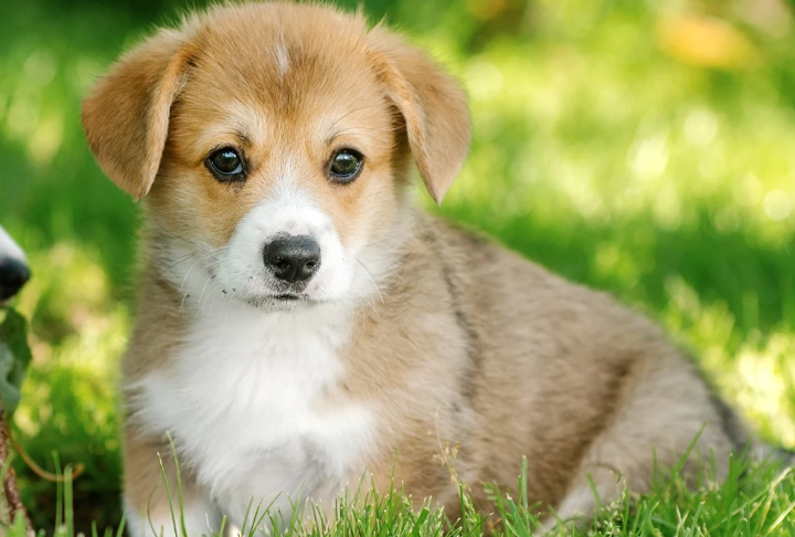 狗狗吃雞心好處