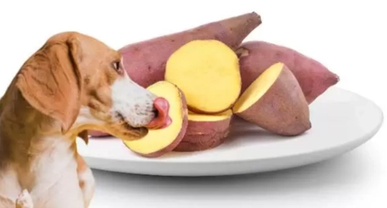 地瓜皮對狗的好處