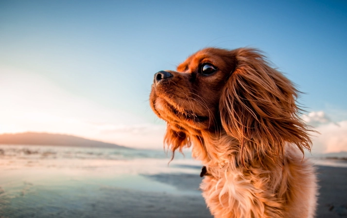 狗狗吃杏注意事项