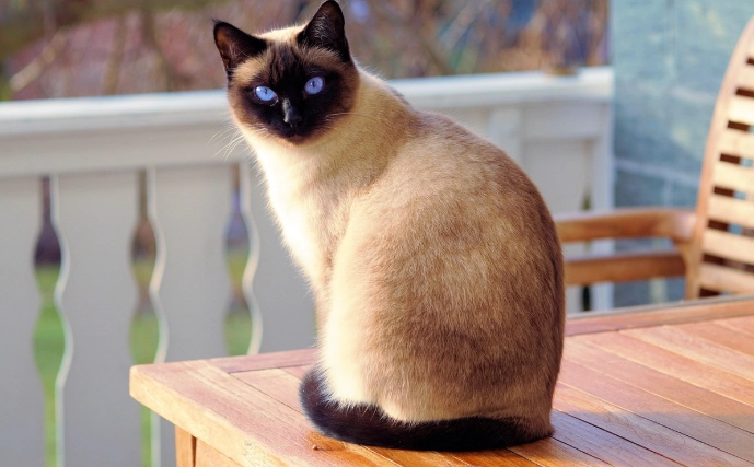 貓咪吃到鹽症狀