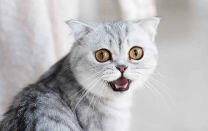 貓咪可以吃優格嗎