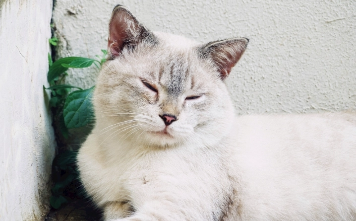 貓咪健康補充劑 貓咪健康補充劑