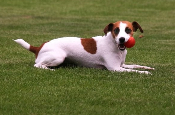寵物手腳冰冷處理