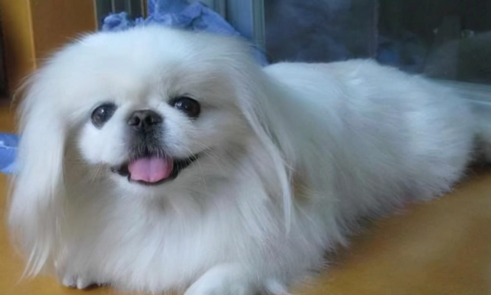 狗狗關節保健 狗狗關節保健