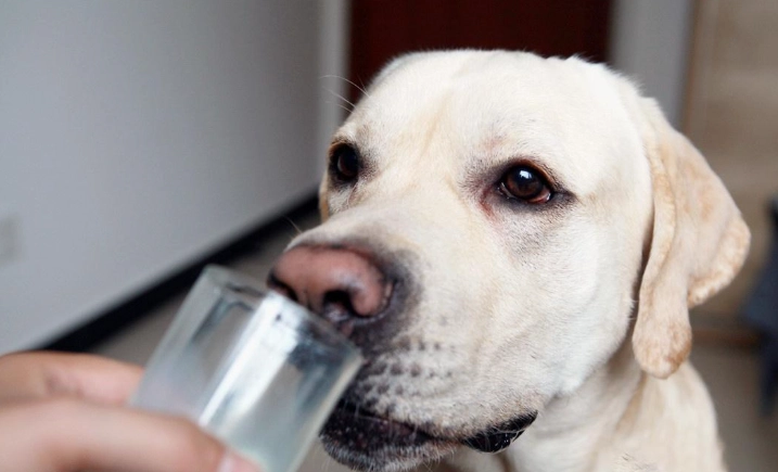 寵物飲料選擇 寵物飲料選擇